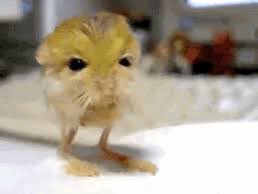 a picture of a disgruntled jerboa